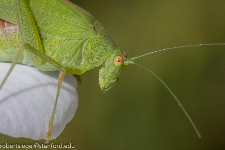 grasshopper